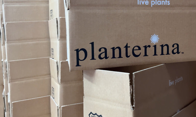 A Step by Step Guide to Unboxing Your New Indoor Plant