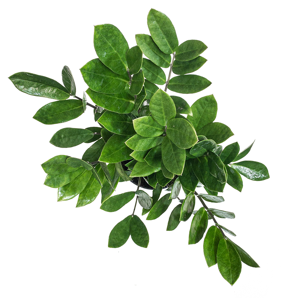 ZZ Plant Care