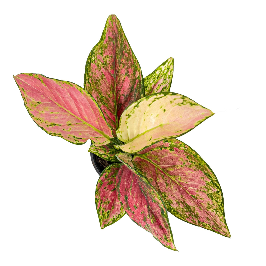 The Ultimate Chinese Evergreen Lady Valentine Plant Care Guide | Planterina