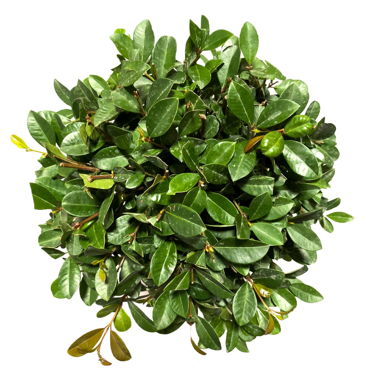 Eugenia Care