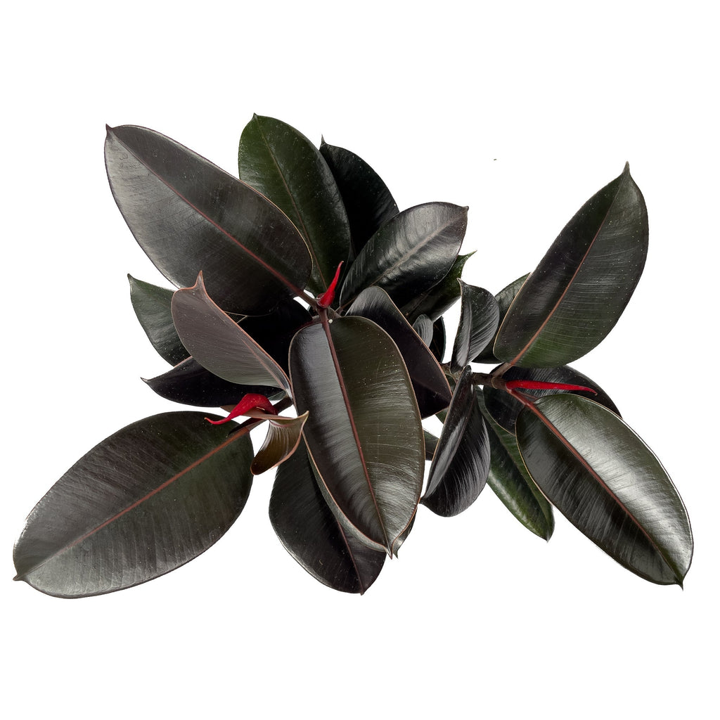 The Ultimate Rubber Tree Care Plant Care Guide | Planterina