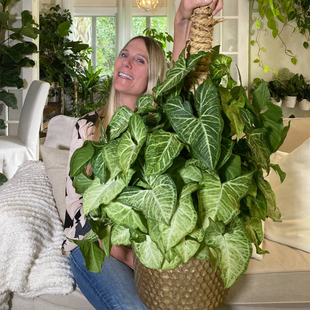 Learn how, why and when to stake Hoya, Philodendron, Pothos and other vining plants.