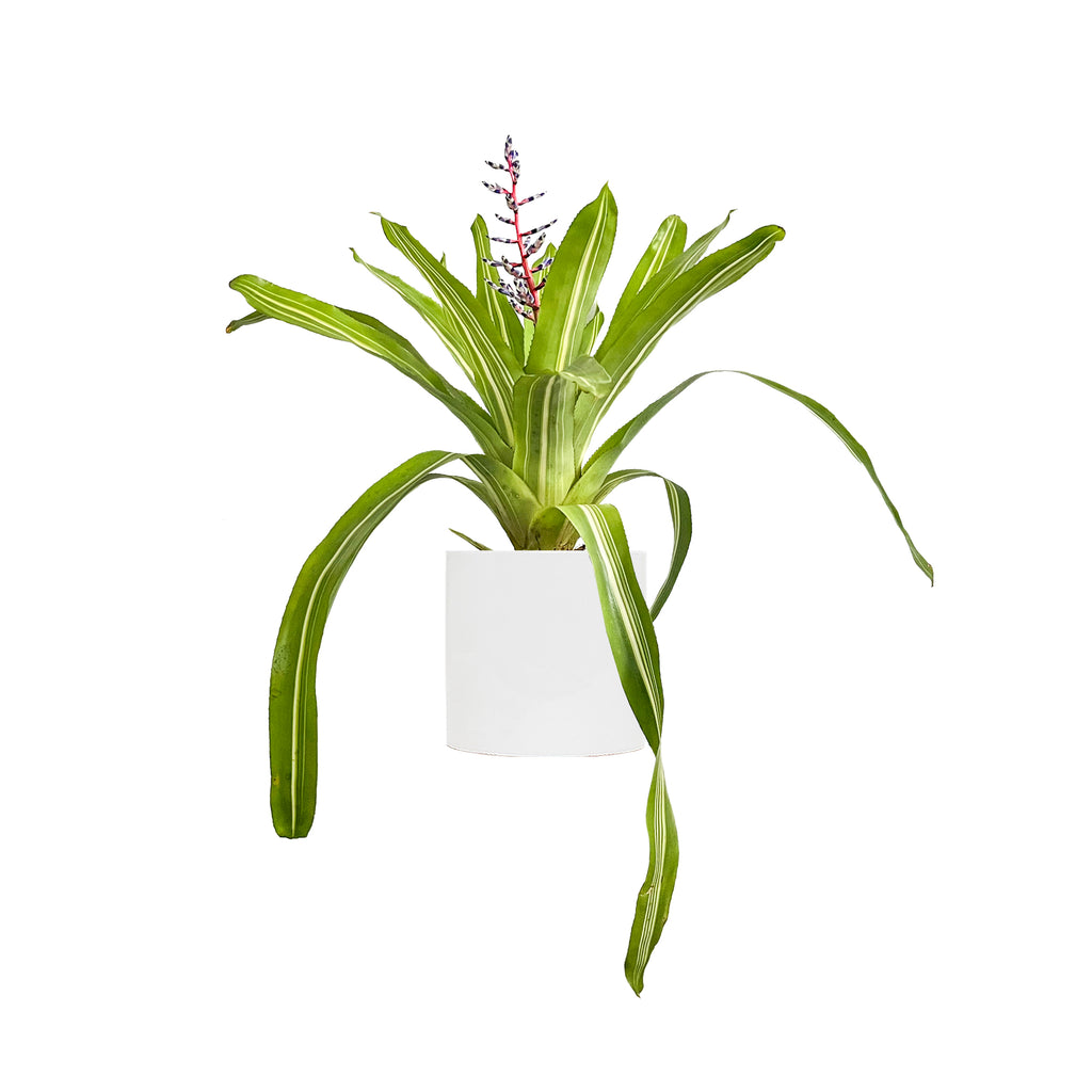 Aechmea 'Del Cielo' Large