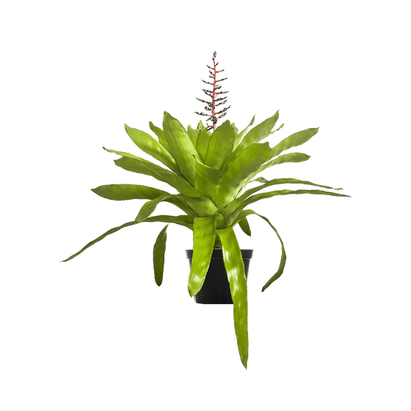 Aechmea 'Del Mar' Large