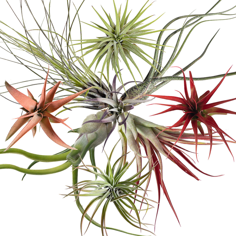 The Ultimate Air Plant Care Guide Planterina 8604