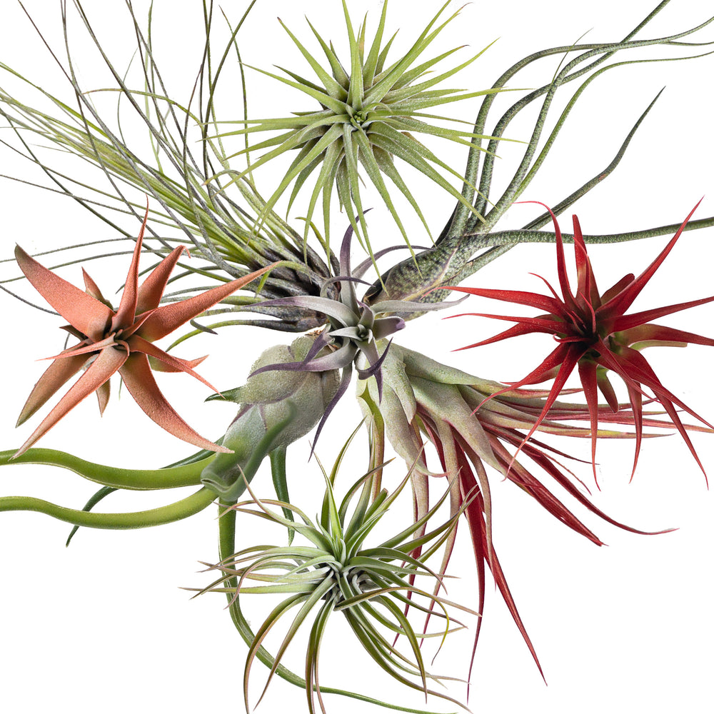 The Ultimate Air Plant Care Guide Planterina the-ultimate-air-plant-care-guide-planterina