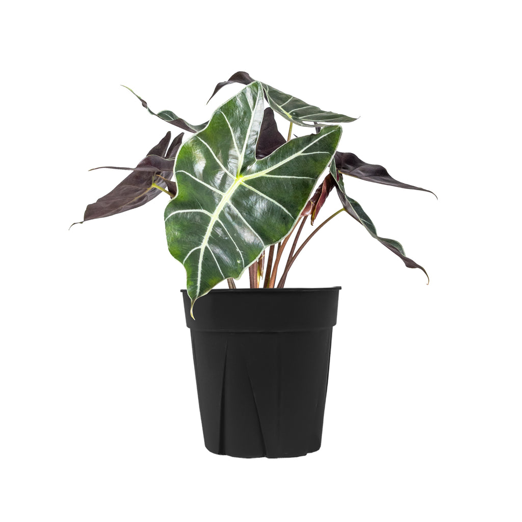 Alocasia Dragon Tooth Large