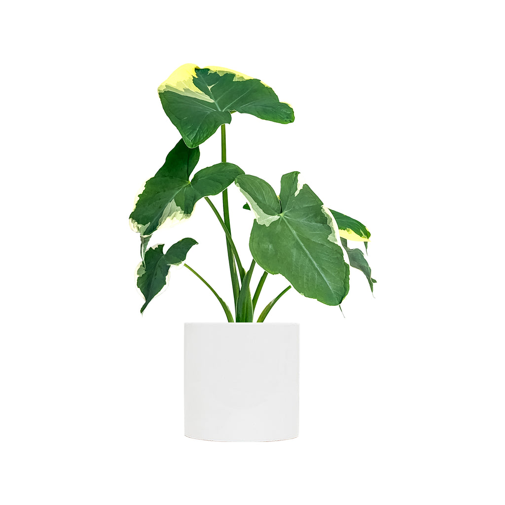 Alocasia Mousey Mouse Large