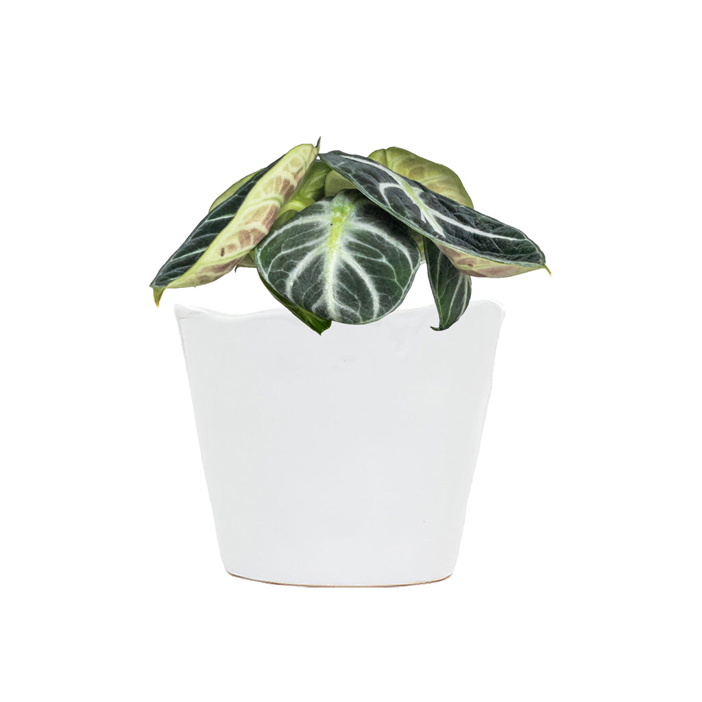 Alocasia Ninja Small