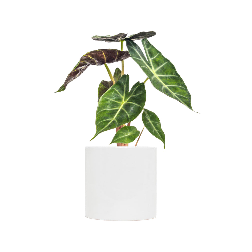 Alocasia Pink Dragon Large