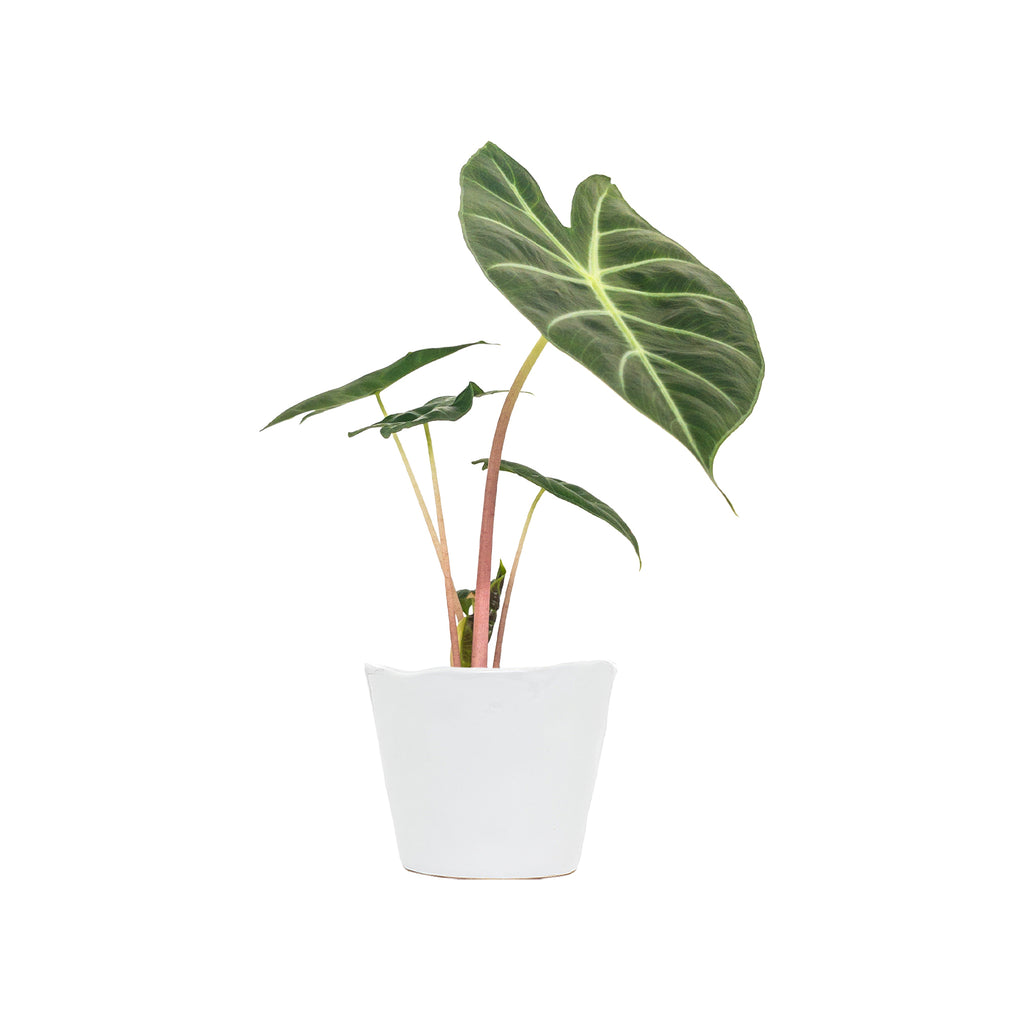 Alocasia Pink Dragon Small