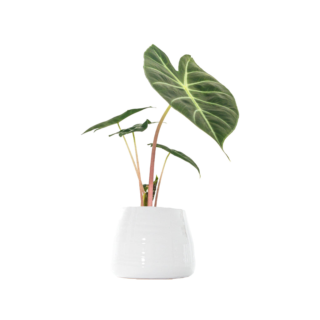 Alocasia Pink Dragon Small