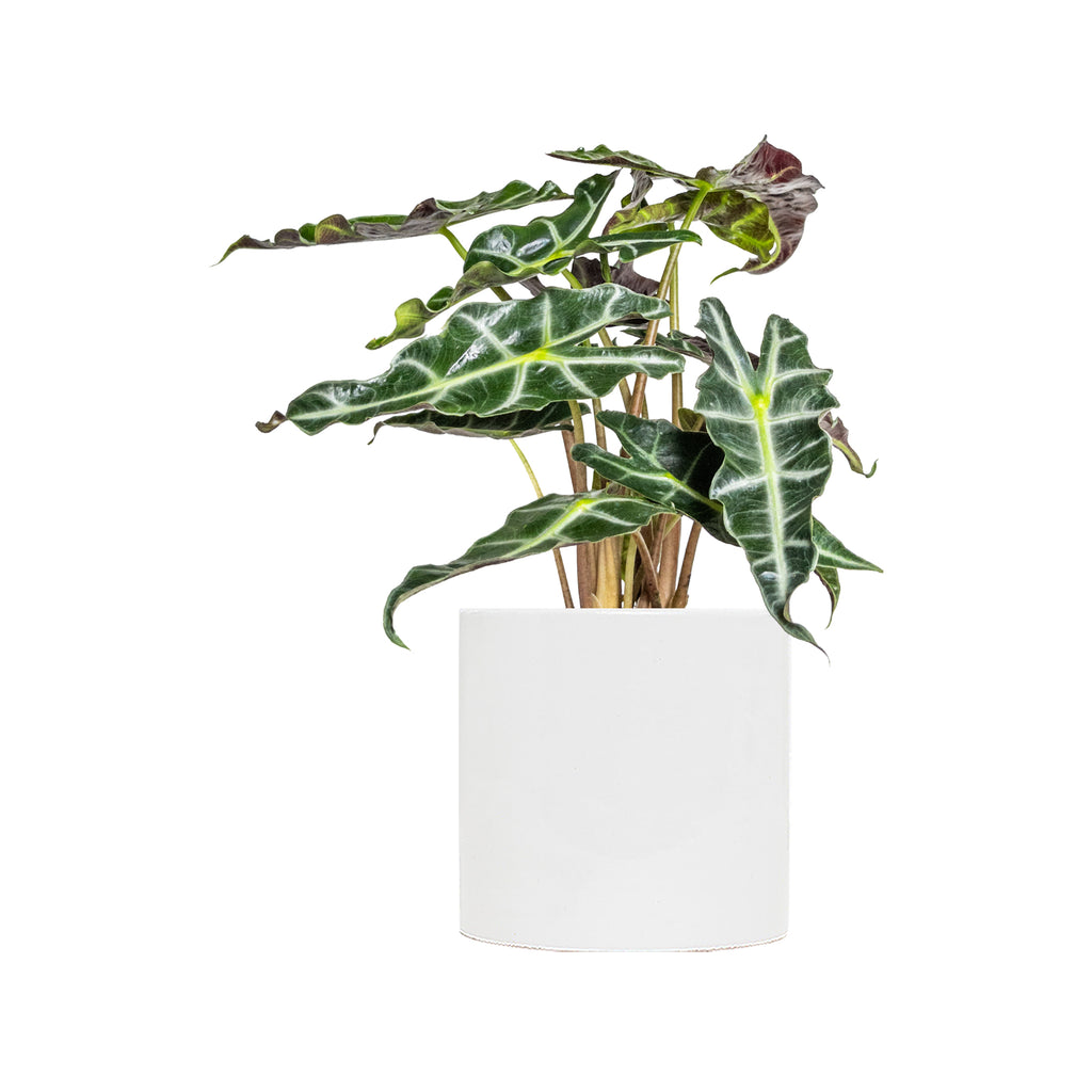 Alocasia Polly Large