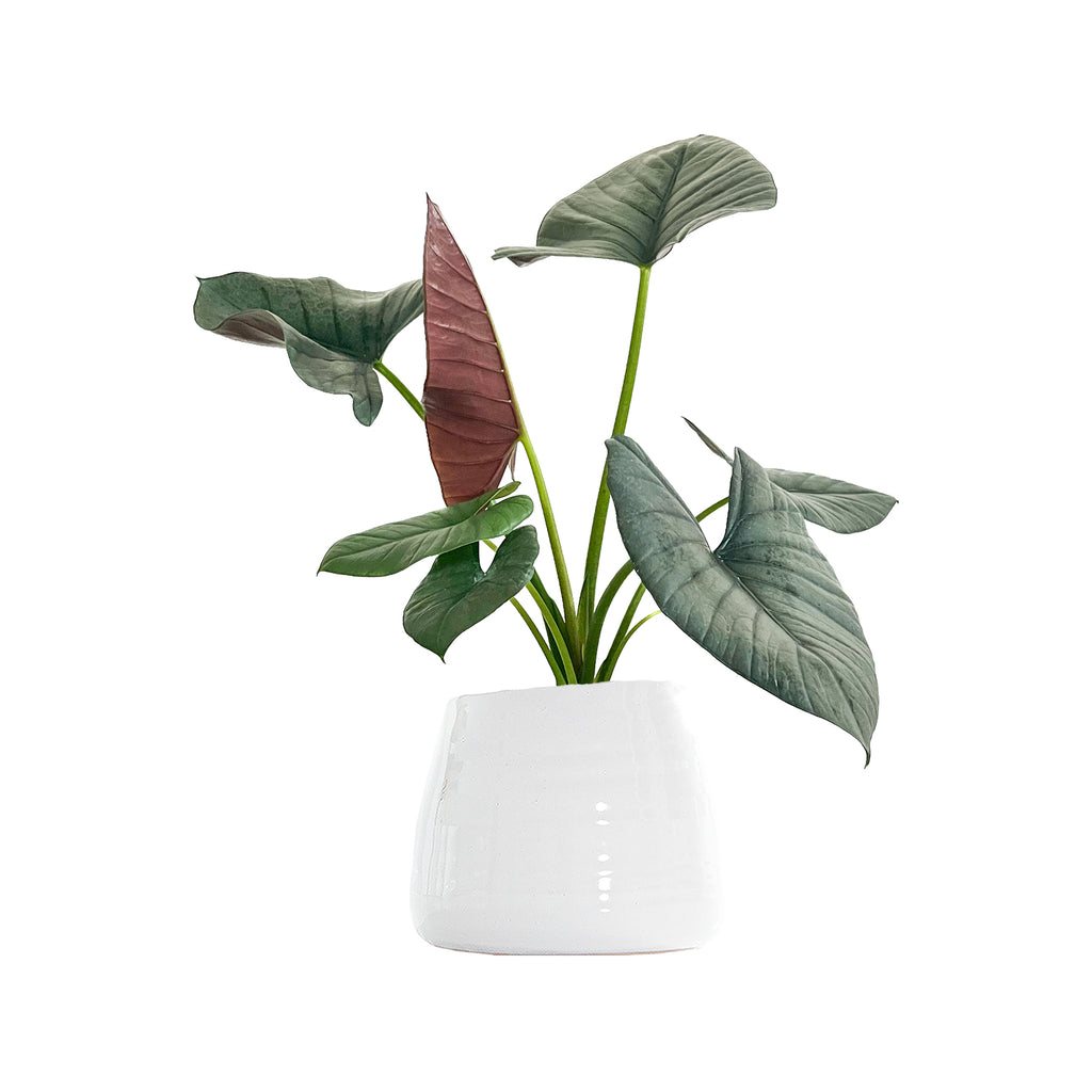 Alocasia Reginae Large