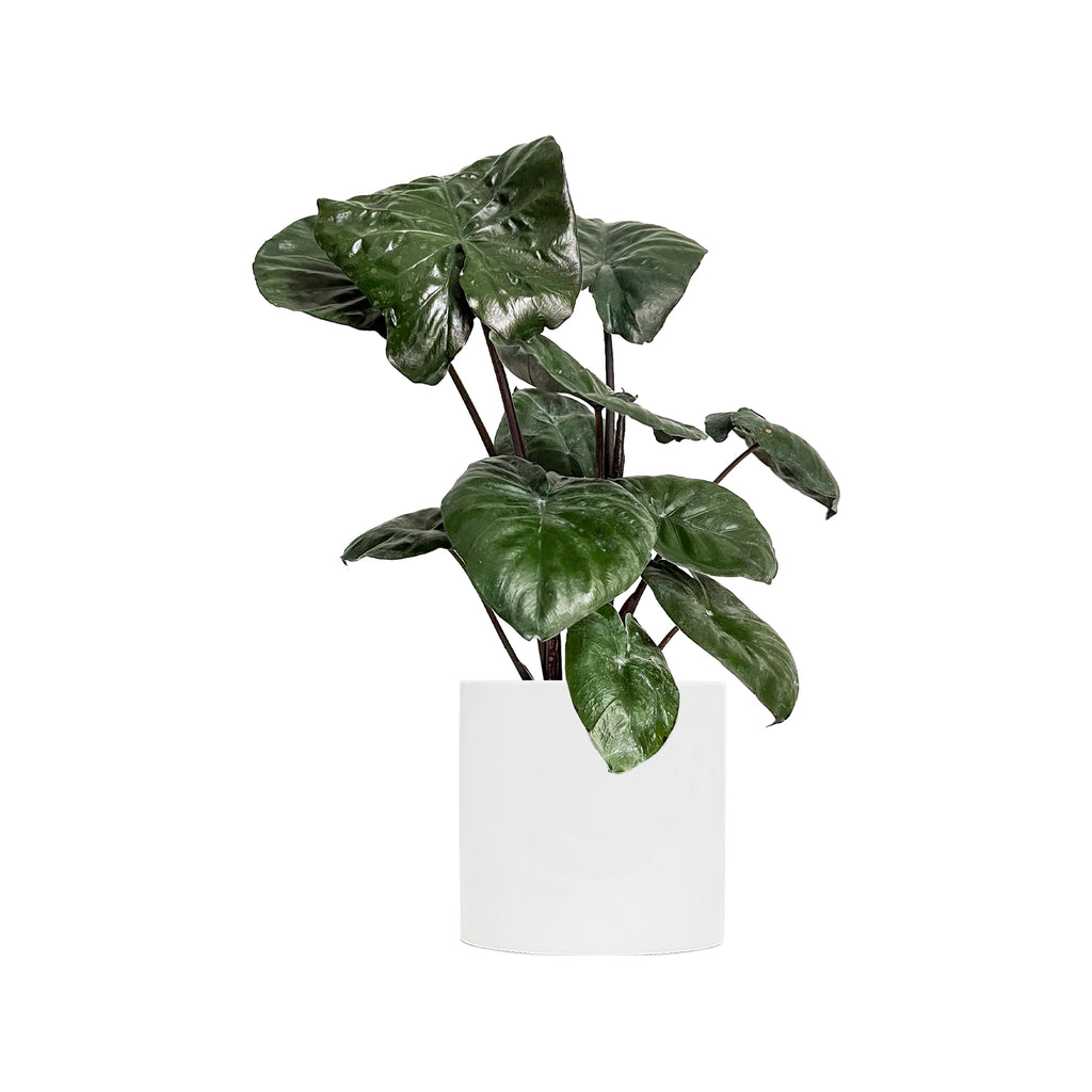 Alocasia Serendipity Large