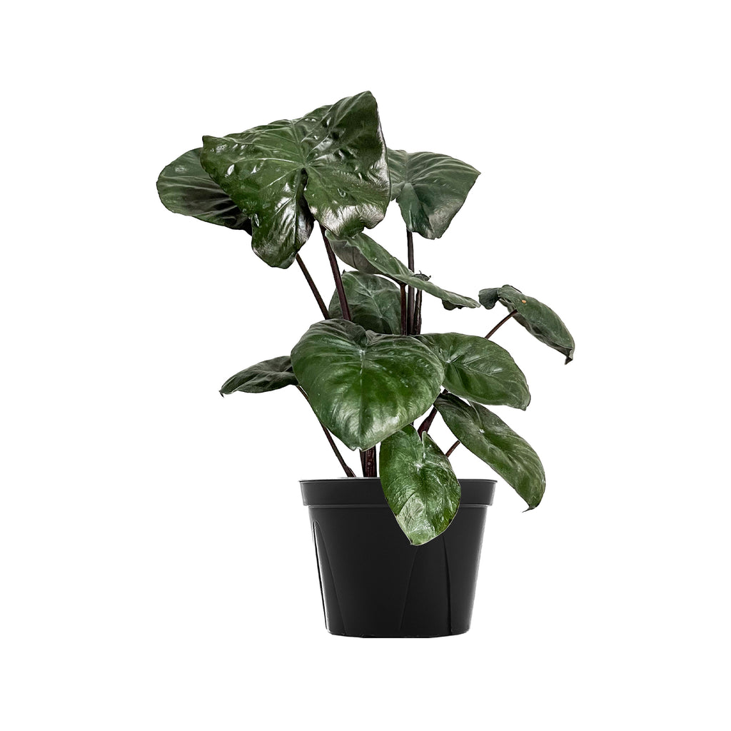 Alocasia Serendipity Large