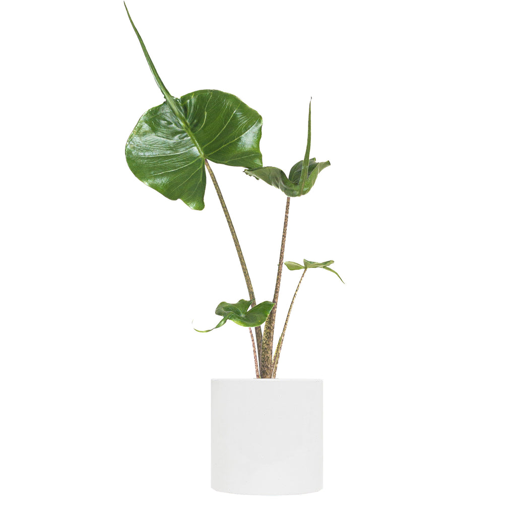 Alocasia Stingray Small
