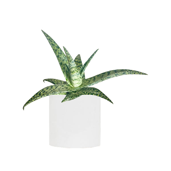 Aloe White Fox Small