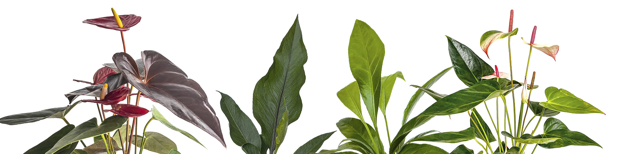 Anthurium Care