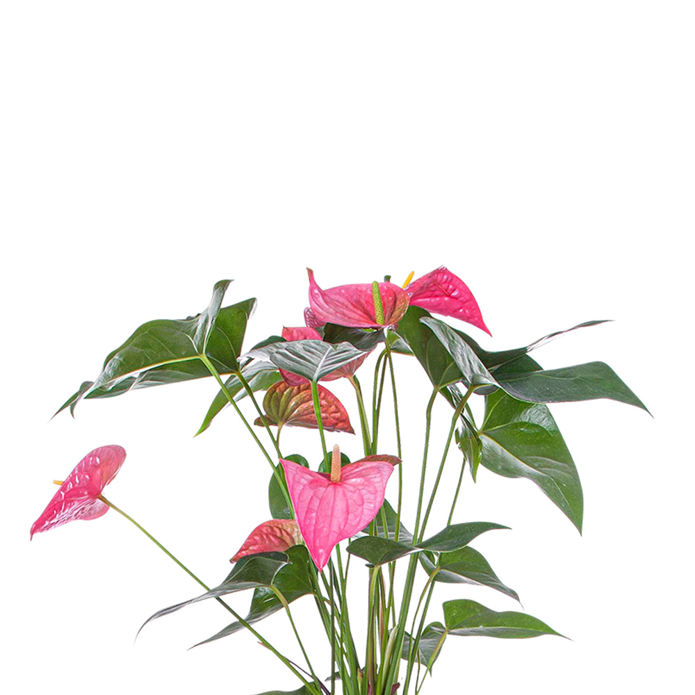 Flowering Pink Anthurium