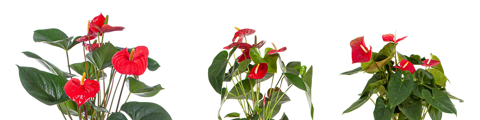 Red Flowering Anthurium