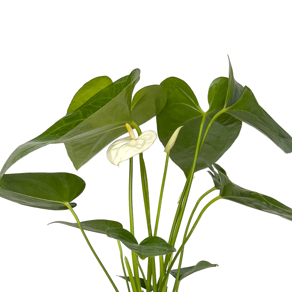White Flowering Anthurium