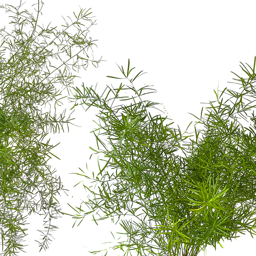 Asparagus Fern