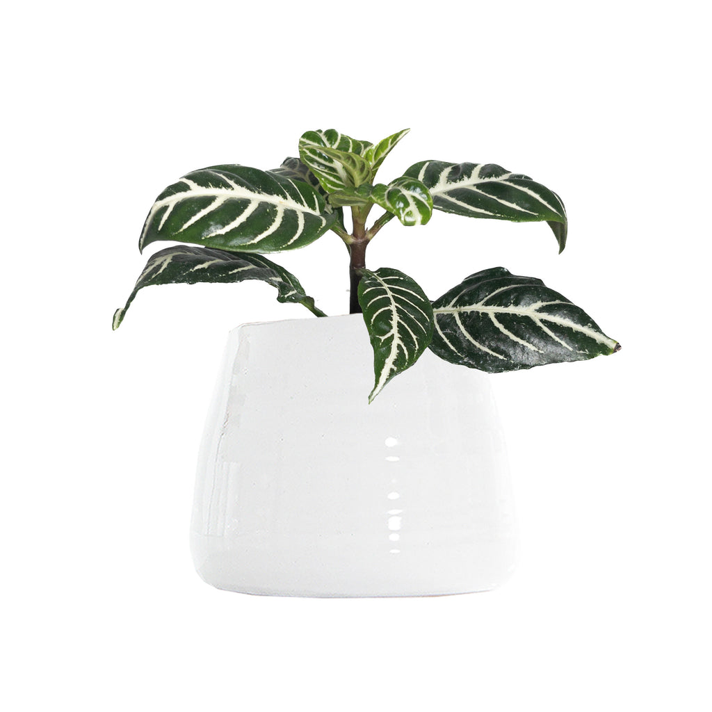 Aphelandra Zebra Plant Small