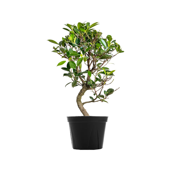Art Ficus Retusa Bonsai Large