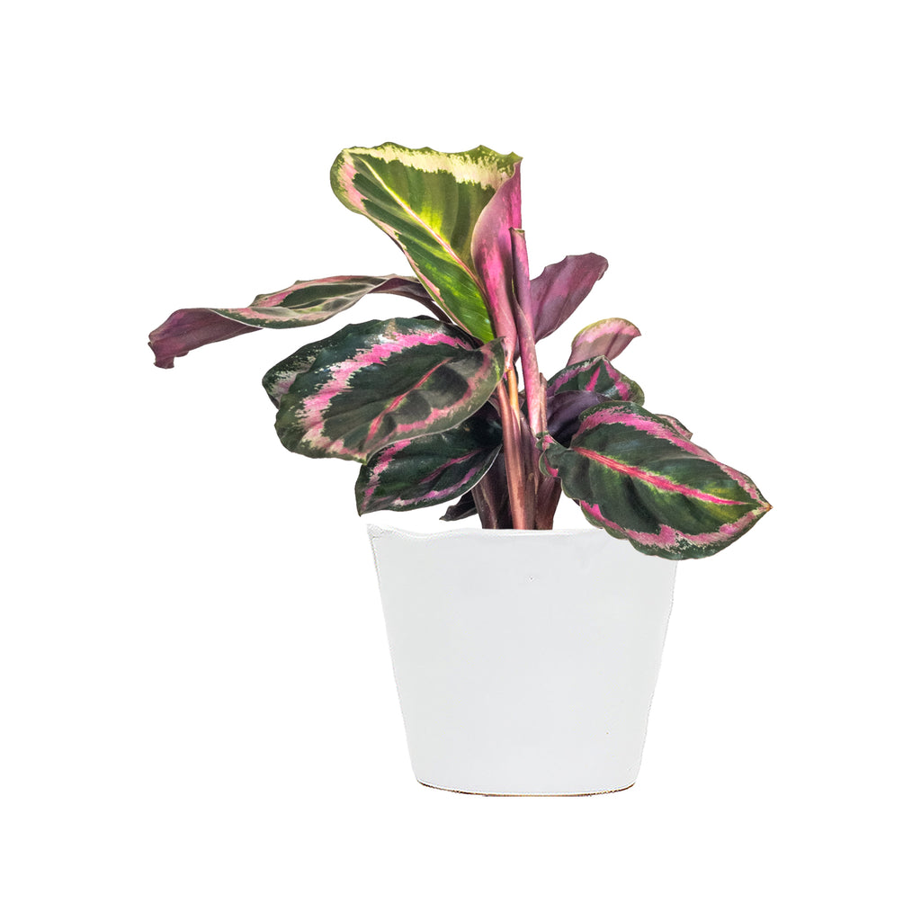 Calathea Angela Small