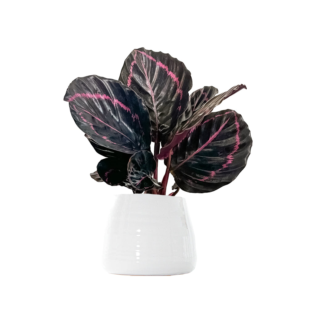 Calathea Dottie Small