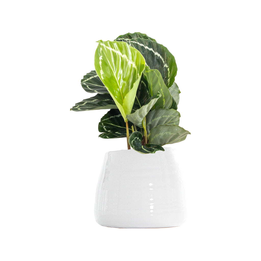 Calathea Green Lipstick