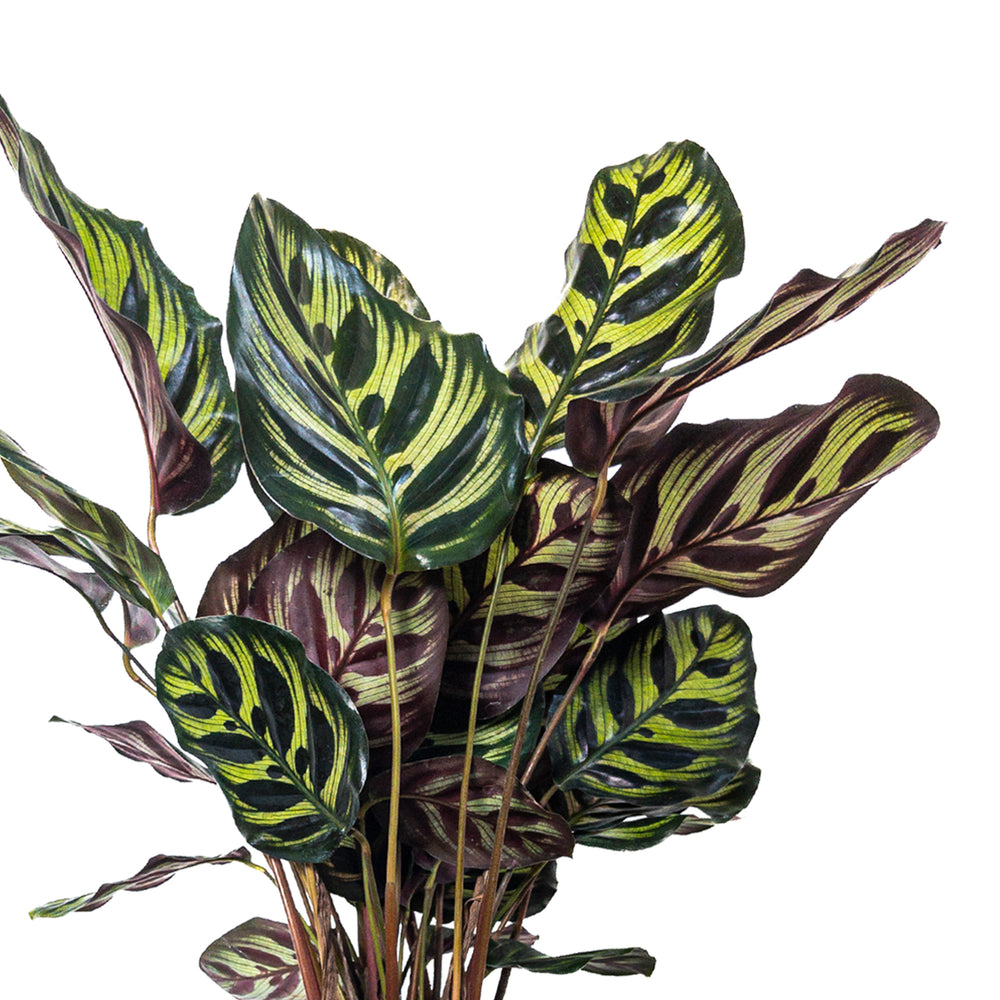 Calathea Makoyana