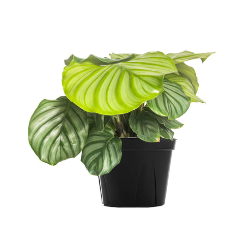 Calathea Orbifolia Large