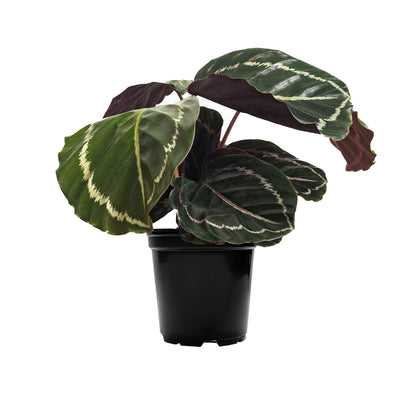 Calathea Roseopicta 'Illustris' Large