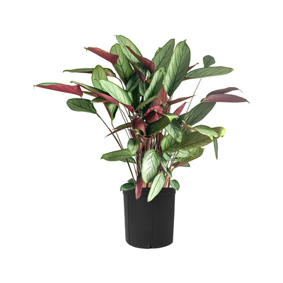 Calathea Silver Star Extra Large 