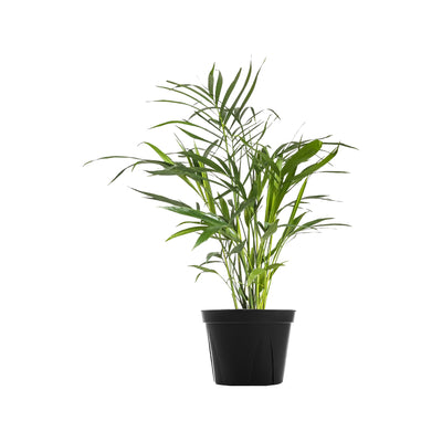 Cat Palm