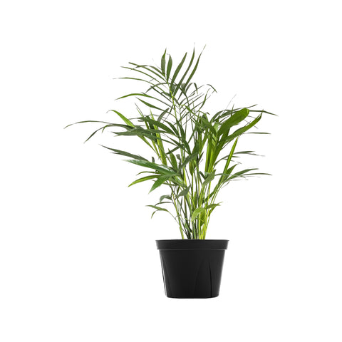Cat Palm