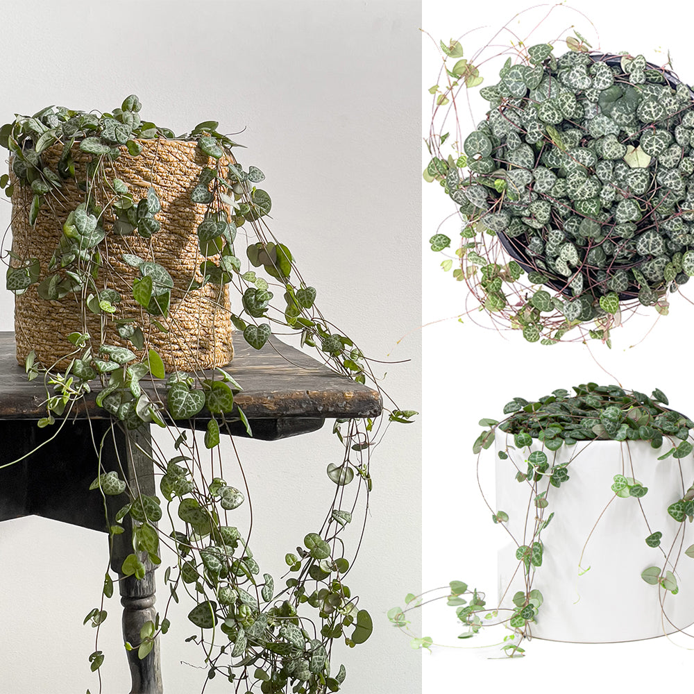 Chain of Hearts Care Guide Planterina