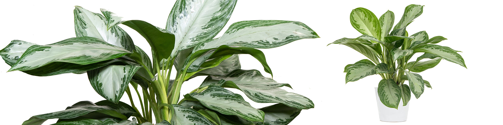 Chinese Evergreen Silver Bay