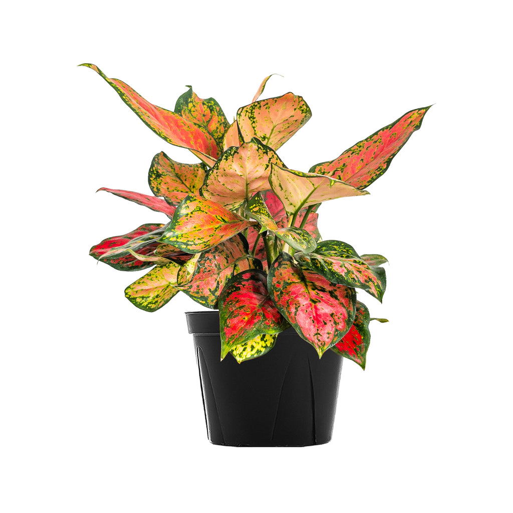Chinese Evergreen Auspicious Red Large