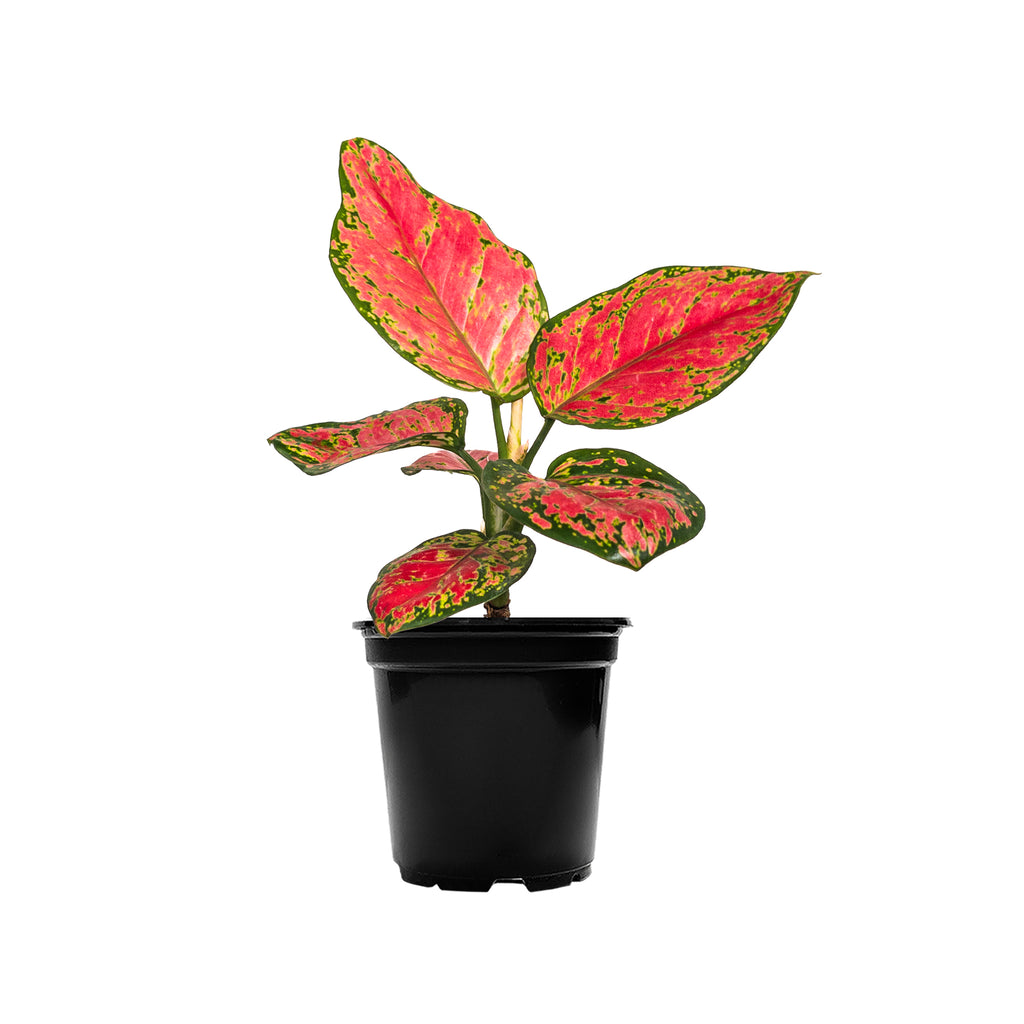 Chinese Evergreen Auspicious Red Small