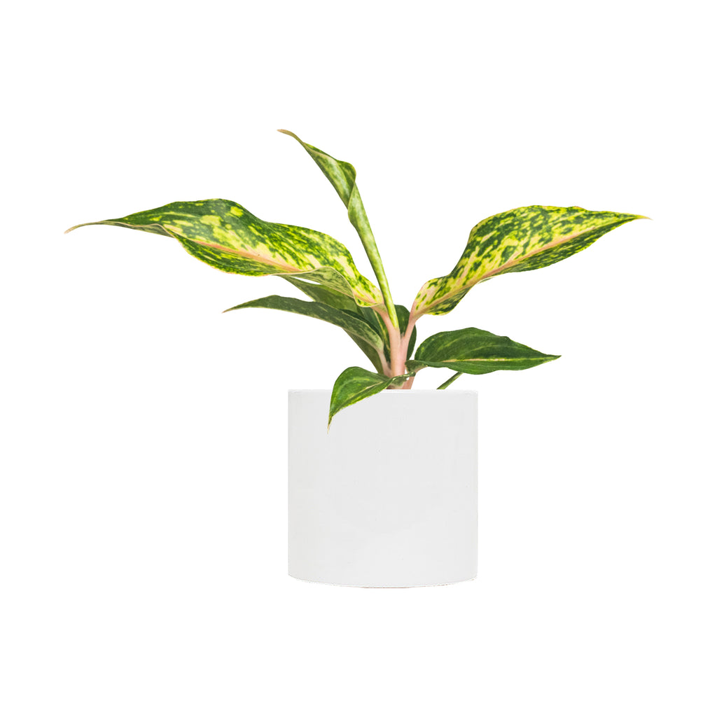 Chinese Evergreen 'Butterfly' Small