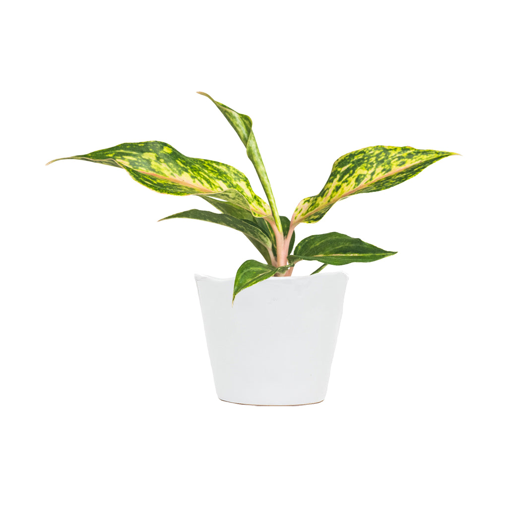 Chinese Evergreen 'Butterfly' Small
