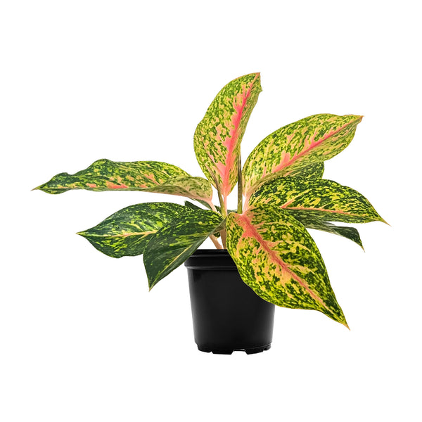 Chinese Evergreen Dazzling Gem - Small / Grow