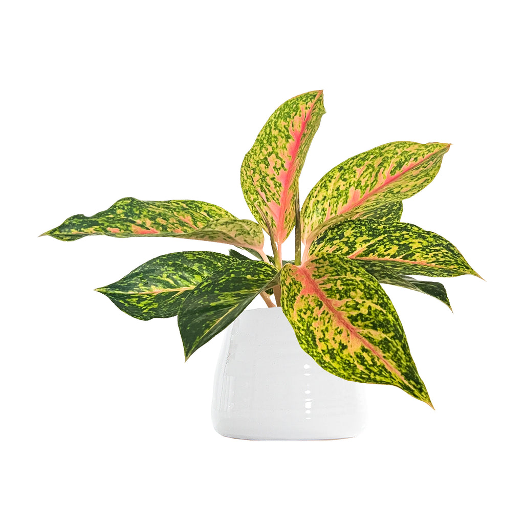 Chinese Evergreen Dazzling Gem Small
