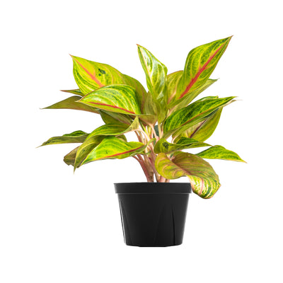 Chinese Evergreen 'Golden Fluorite' Large