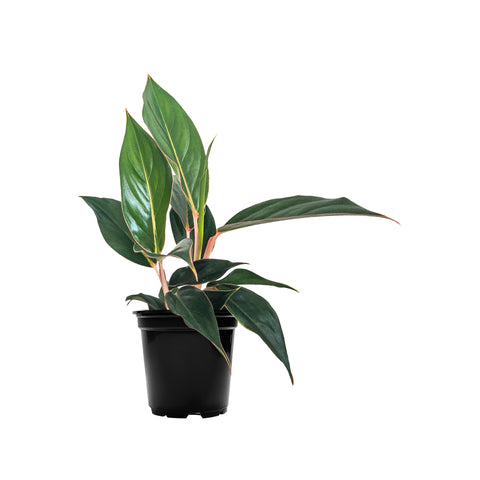 Chinese Evergreen ‘Pink Edge’ Small