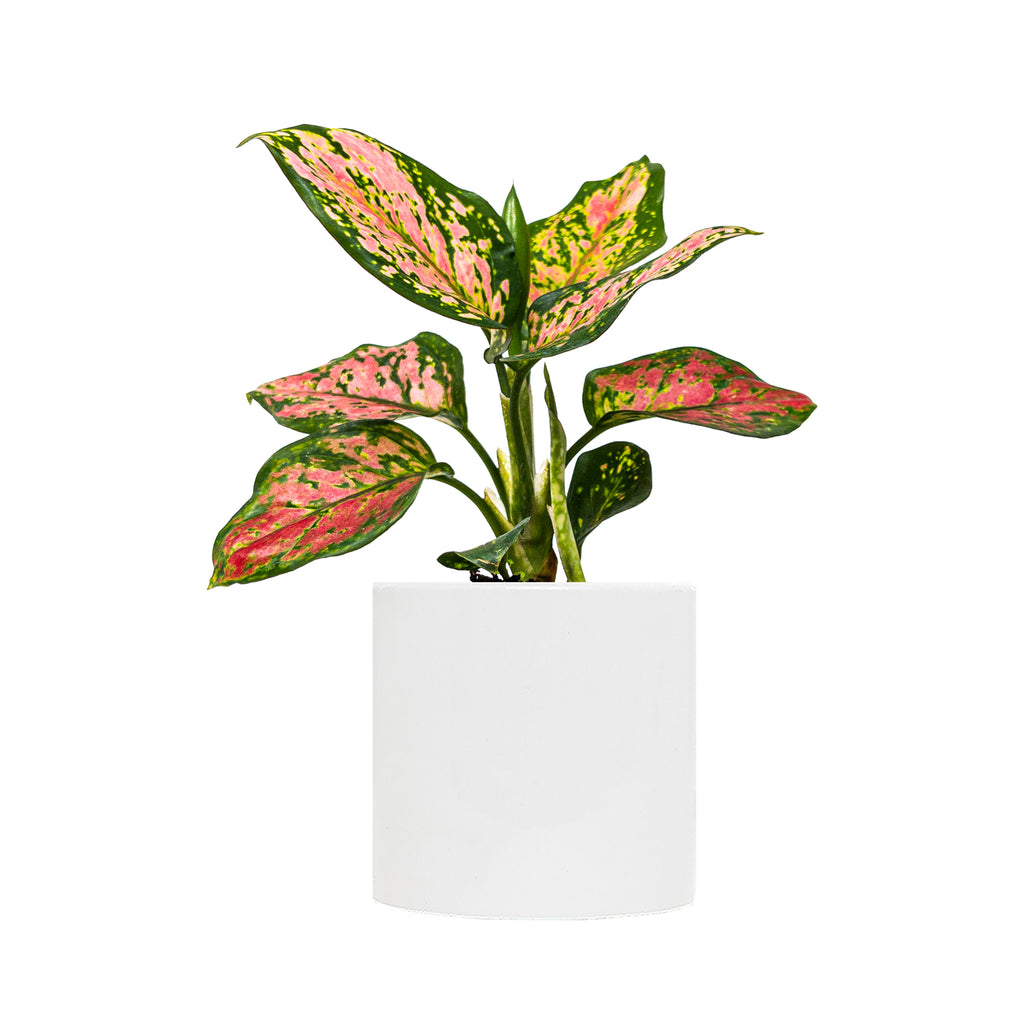 Chinese Evergreen Lady Valentine Small