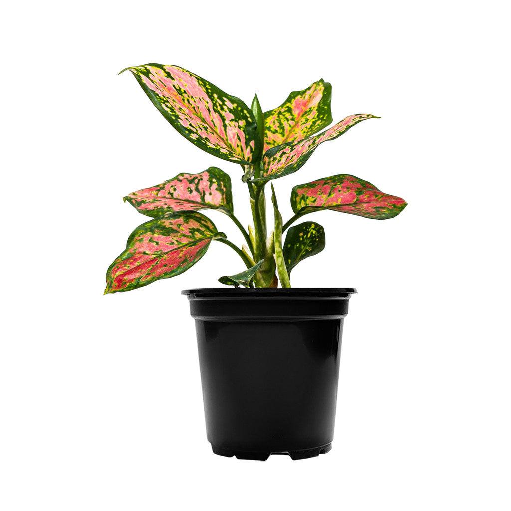 Chinese Evergreen Lady Valentine Small